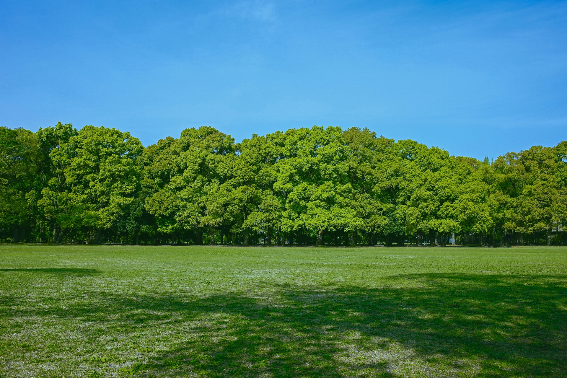 緑の公園