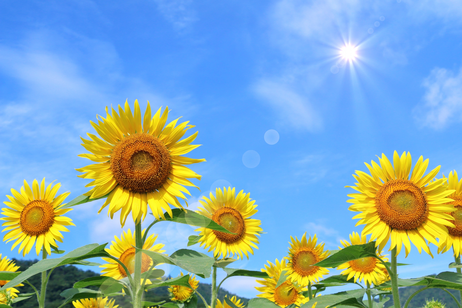 夏のイメージ