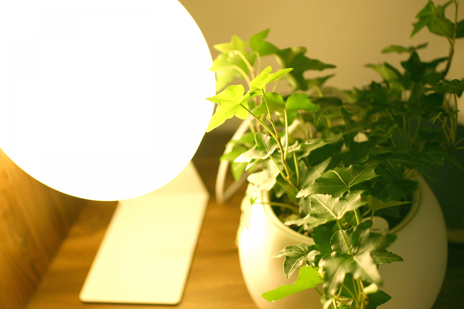 観葉植物とランプ